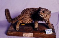石虎藏品圖，第2張